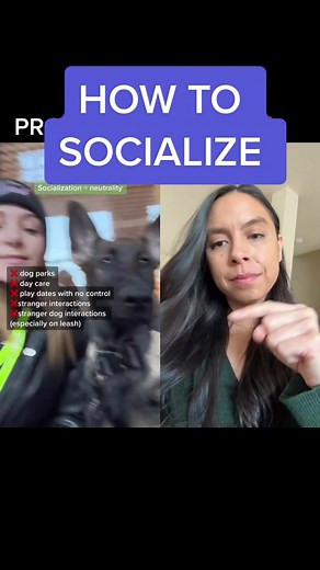 Proper Dog Socialization Tips for New Puppy Owners