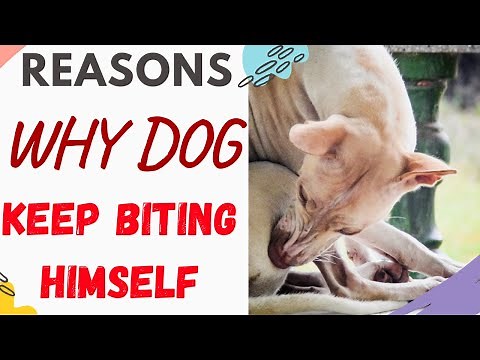 Why Does My Dog Keep Biting Himself (Explained)