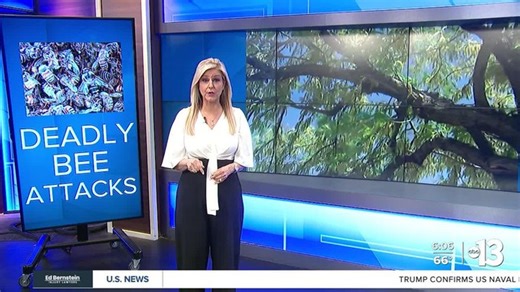 Attack at Summerlin park prompts warning about "killer bees" in Las Vegas | Haystack News