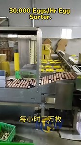 Building a 30,000-egg/hour egg sorting and packaging line marks your entry into the large-scale, industrialized egg processing field. These production lines are highly automated, with high investment and technological barriers. A complete production line must include the following four modules, with a processing capacity matching or exceeding the design peak of 30,000 eggs/hour: 1. Feeding and Cleaning: Large automatic palletizer, stepped feeder, continuous washing and drying machine. Cleaning c