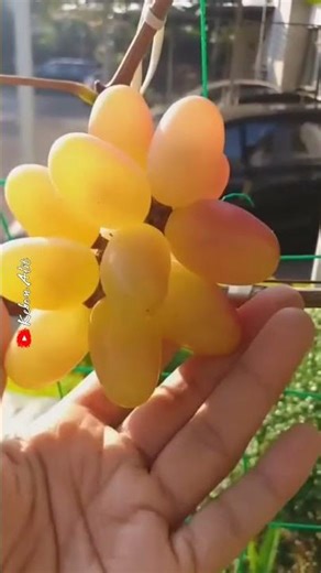 Perubahan transfiguration color