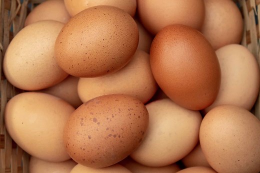 10 Chicken Breeds That Lay Speckled Eggs