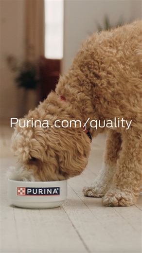 Safe, quality pet food for your dog—and our own—is always our first priority at Purina. | Purina