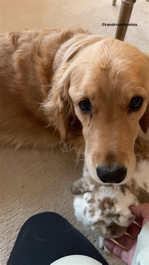 I have no doubt that this is going to warm your heart 🥹…..sound . . . . . . . #bunny #bunnies #bunniesofinstagram #bunniesworldwide #bunniesoftheworld #instabunny #rabbit #rabbits #rabbitsofinstagram #goldenretriever | R&R Ranch Minis