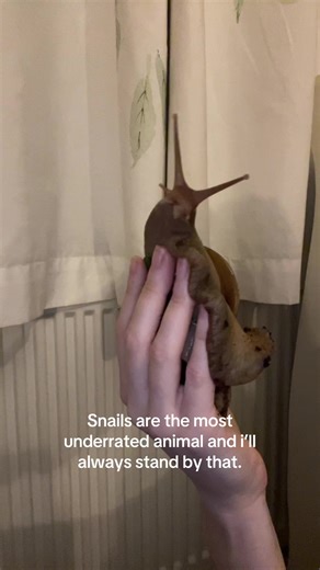 The Beauty of Giant African Land Snails