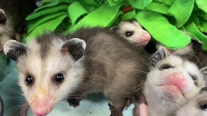 Wild Souls has sooooo many orphan #opossum orphans rehabilitating - And they are hungry ,Your $5 Friday Donation supports 100% Wildlife Rehabilitation ! Here’s all the ways you can help ( links below )with your tax deductible donation 🏡 Paypal.me/wildsouls 🏡 💓 Venmo https://venmo.com/code?user_id=3359366560350208227&created=1667501803.289558&printed=1 📬 204 SW 11th St A Blue Springs MO 64015 🎁 Amazon Wishlist https://www.amazon.com/hz/wishlist/ls/MTWHF0HEZNE2?ref_=wl_share 🏩 Who we are wil