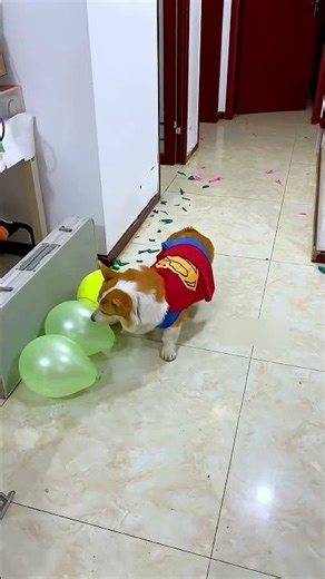 Balloon Challenge Turned Wet 😂🐶