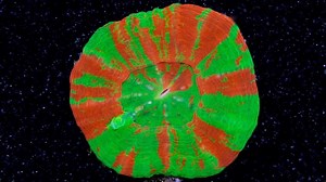 6.7K views · 71 reactions | Take 10% OFF all Corals & Inverts Enter Code: MayMadnessCoralSale at checkout www.vividaquariums.com | Vivid Aquariums | Facebook