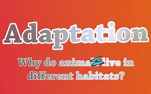 72集全《DK Findout》儿童英语科普动画片 自然科普 人文历史