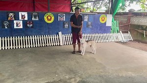 ငယ်ငယ်က သင်တန်းလာတက်သွားတဲ့ သားသားလေး Blandy ပါဗျ ခုတော့အိမ်မှာအလိုလိုက်တာများတာရယ် အိမ်သားတွေကလေ့ကျင့်ရေးပိုင်းတွေမှာအားနည်းတာရယ်ကြောင့် ပြောမကောင်းဆိုမကောင်း ပြန်ဖြစ်နေလို့ မွန်းမံသင်တန်းလေးလာတက်တာပါတဲ့ဗျာ… ရောက်တယ်ဆိုပြန်ပီးခိုင်းကြည့်တာ တစ်ခုမှမမေ့ဘူးဗျာ အကုန်လုံးကိုအတိအကျပြန်လိုက်လုပ်ပါတယ်ဗျ အဓိကလေ့ကျင့်မှု့လေးတွေမပျက်ဖို့နဲ့ စနစ်တကျလေ့ကျင့်ပေးတတ်ဖို့ကတော့အရေးအကြီးဆုံးအပိုင်းပါပဲဗျာ… #Dog_Trainer_Ko_Ye #Smart_Dog_Training_School_Myanmar... #Ph_09420173001_Ygn. Google map address: 16°53'55.0