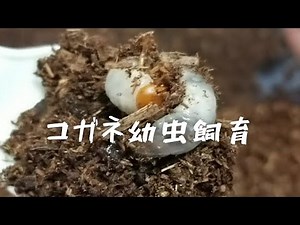 【カブトムシ番外編】コガネ幼虫 匹数とエサ判明