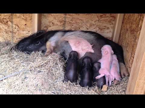 Mini Potbelly Piglets Nursing