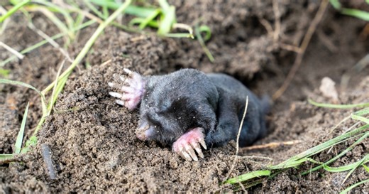 Krtek ze zahrady zmizel díky šálku podmáslí. Přírodní trik funguje lépe než chemie