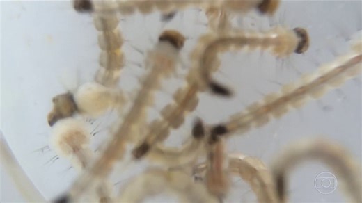 Fiocruz mostra evolução do Aedes aegypti do ovo ao mosquito