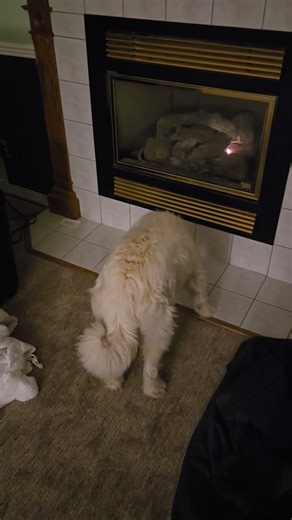 Pyredoodle investigates pilot light in fireplace #dog #lol #puppy#funny#fireplace#doglife#Pyredoodle