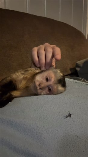 changos on Instagram: "Precioso bebé 🤍✨"