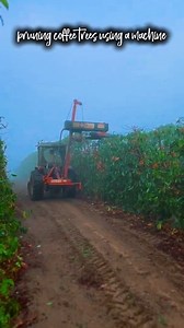 pruning coffee trees using a machine #Technologypertanian #Jangkauanluas #Fyp | Coffee Farming