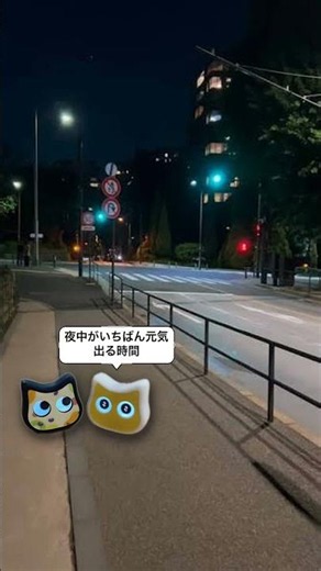 2匹のミーアによる深夜の大運動会