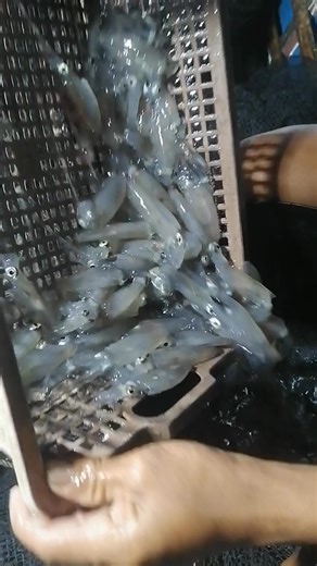 Sangtray Agad Ang Batak #fishing #seafoodlover #fypシviralシ2025 | Biñas Dumdum Edmark