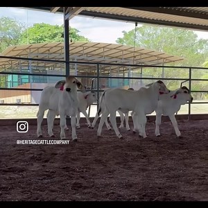 Mr H Malone Manso 326/9 babies in Costa Rica 🇨🇷! | Heritage Cattle Co.