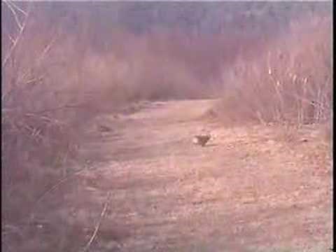 Beagles chasing rabbits