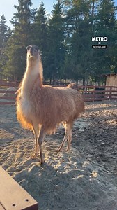 154K views · 1.9K reactions | Llamas love to make a dramatic entrance | Metro | Facebook