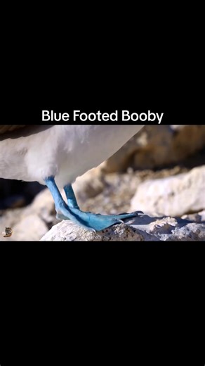 Exploring the Blue Footed Booby: A Unique Wildlife Documentary