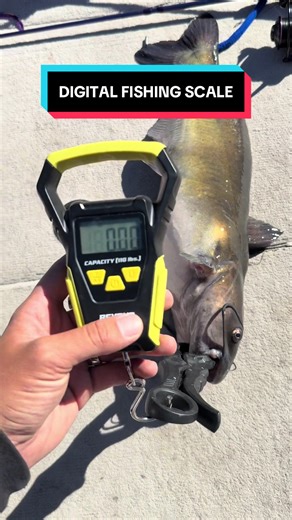 Digital Fishing Scale Review and Tips