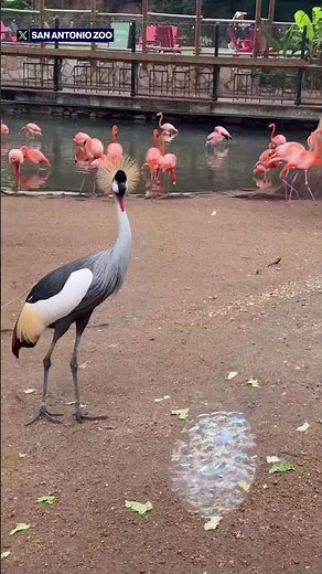 Adorable zoo animals discover the magic of bubbles #shorts