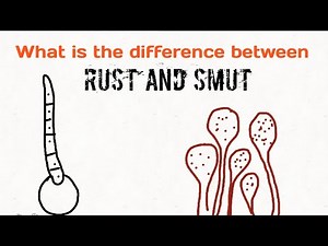 What is the difference between Rust and Smut diseases ? Rust: Fungi that attack plants |Agricos stop