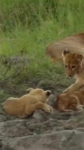 Cub games! Lion cubs practice their future battles with playtime in the wild. Footage credit to @safariwithcharlie - follow Charlie for more amazing wildlife content and contact him to go on an unforgettable safari! #LionCubs #Lions #AfricanSafari #WildlifeEncounters #EpicWildlife #AnimalKingdom #lionking #georginamayjudd | Georgina May Judd