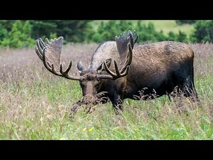 THE BEST RIFLE FOR HUNTING MOOSE IN ALASKA