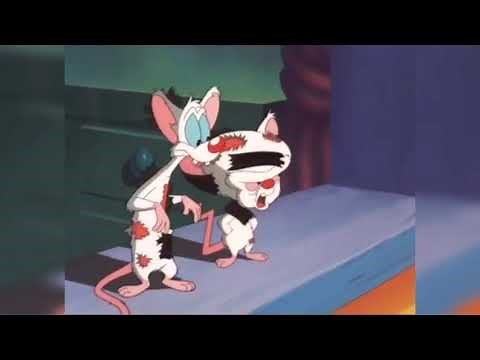 Todos los Finales de Pinky, Elvira y Cerebro. [Latino]
