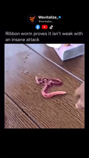 The ribbon worm looks like something straight out of a sci-fi movie — and when it attacks, it genuinely gives Venom vibes. Ribbon worms (phylum Nemertea) are long, slimy, stretchy marine worms that can range from a few inches to over 100 feet long in rare cases. At first glance, they look harmless — thin, smooth, and often brightly colored in reds, oranges, browns, or deep purples. Some are so flat and glossy they almost look like living ribbons drifting through the water. But the wild part? The