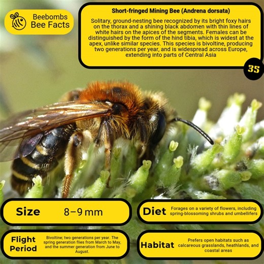 4.5K views · 15 reactions | Part 35 of all UK Bee species. This is the Short-fringed Mining Bee with it's funky foxy look. I'm loving learning about all the distinct and interesting species that quietly work around us. ❤ #createyourwildspace #Pollinators #Biodiversity #Bees #beebombs #gift #nature #bringthebeesback #weareone | Beebombs | Facebook