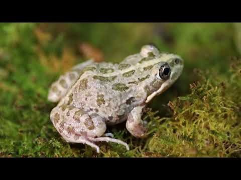 Spotted Marsh Frog - Limnodynastes tasmaniensis. North East Victoria