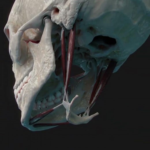 The stylohyoid muscle