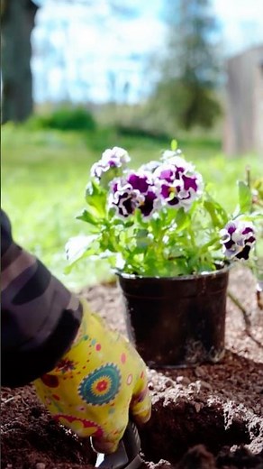How to Plant Easy Flowers Step by Step 🌸 Beginner Gardening Guide