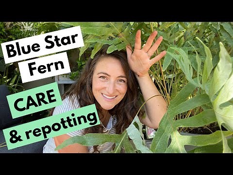 Blue Star Fern Care and Repotting - MASSIVE FERN!