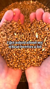 There are white, reds, hard and soft wheats - we grow hard red winter wheat in our fields. It’s a great option for the staple breads I make each week. During harvest I will head to the field and climb into the grain cart to load up. I gather a few 5 gallon buckets worth of wheat and it gets us through the years baking needs! Flour only lasts a few months on the shelf at most, but whole wheat berries will store for 30 years!Grinding wheat myself allows me to keep the maximum amount of nutrients p
