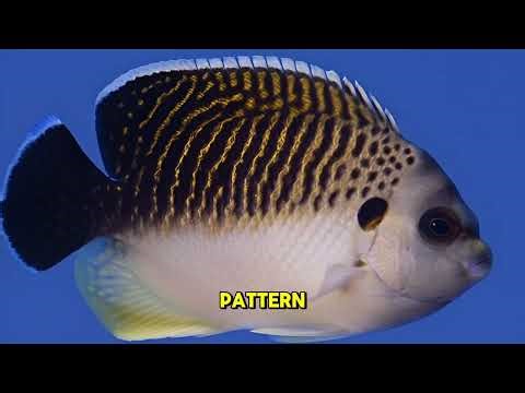 The Tiger Angelfish(Apolemichthys Kingi)