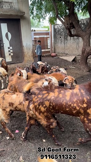 Sd Goat Farm #9116511323 . . . . . . . . . . . . . . . #bakramandi #bakraeid2025❤️😍🥰 #bakraeid #9116511323 #sirohi #bakripalan #insta #राजस्थान_का_सबसे_बड़ा_goat_फार्म #bakra #farming #bakripalan #viralreels❤️ #virals #viralvídeo #trend #tren #village #vida #insta #instamood #instapic #instafood #instagram #instamood #instapic #instagram | Sd Goat Farm