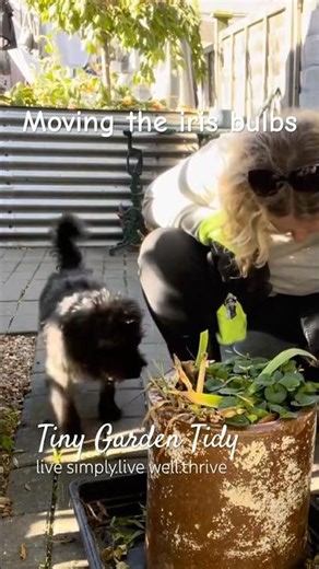 Moving the iris bulbs with Flower! #lifeinmy60s #garden #gardenshed