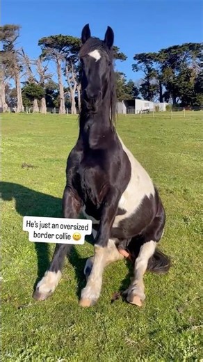 A Horse With NPC Energy.#farm #horse #funnyanimal #horsegirl #funnyhorse #horsegirl #horses