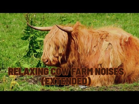 Cows Mooing in a Field – 5 Minutes of Real Farm Ambience 🐄🌾🔊