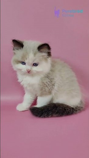 Adopt Fedechka: The Adorable Seal Bicolor Ragdoll Kitten 💙 Soft Voice & Big Heart! #RagdollKitten