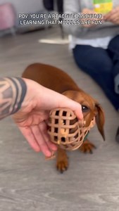 Muzzle training isn’t about punishment — it’s about safety, confidence, and giving your dog more freedom. Dogs can act out for many reasons: fear, pain, reactivity, or past trauma. A muzzle allows you to manage these situations safely while still giving your dog the chance to experience the world without restriction. When taught correctly, muzzles are a positive tool. They can prevent injuries, reduce stress for both you and your dog, and allow access to places or experiences that might otherwis