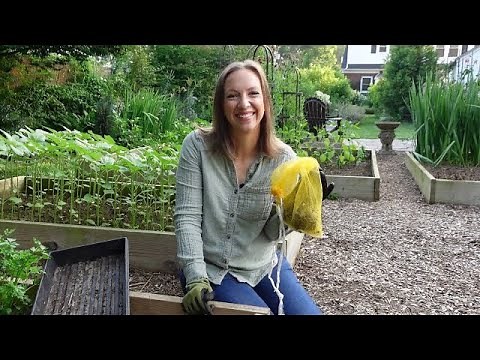 How to Save Ranunculus Corms // Digging, Dividing, and Storing Ranunculus Corms
