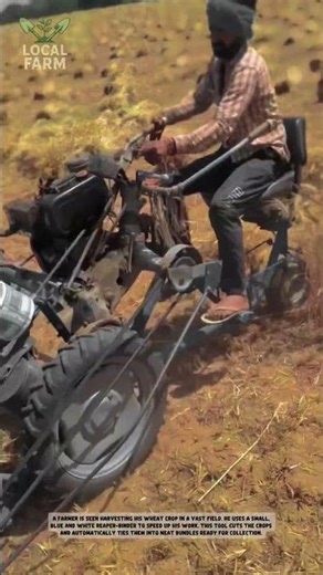 Small Machine, Big Harvest: Farmer Uses Compact Harvester to Reap Wheat Field