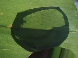 The caterpillar in its initial stages of the life cycle is susceptible to various threats majorly predation. This post shows the evolutionary biology that is encoded in the species DNA and then passed on through genes which are the various defence mechanism of a caterpillar amongst many others. We knew various facts about the caterpillar but did not know that they are amazing architects as well. This video shows a smart caterpillar making a hut by cutting a leaf, by chewing them to save itself f